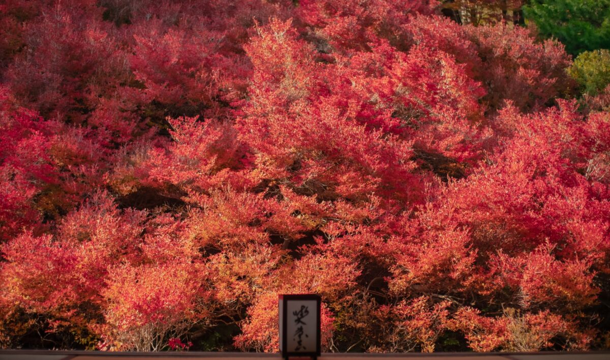 安国寺ドウダンツツジ紅葉一般公開｜豊岡市