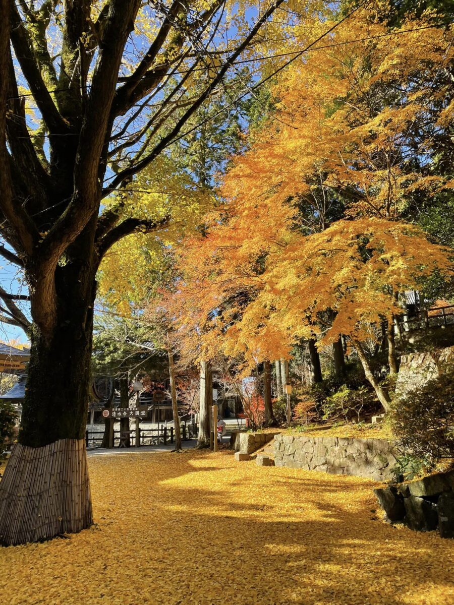 秋も暮れ「播州清水寺」で黄金色のイチョウ絨毯│加東市