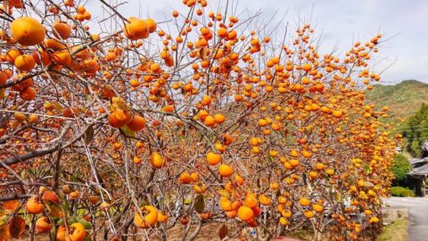 秋の味覚、神河町「花御所柿」一般販売スタート