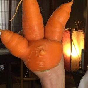 巨大な手！？野菜セットに入っていたニンジンが衝撃