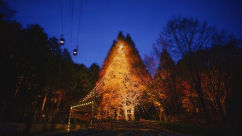 神戸のクリスマスの新スポット。夜空にそびえる高さ25mの「森のクリスマスツリー」がスタート｜神戸布引ハーブ園
