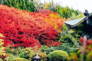 秋の訪れを告げる約500本の「ドウダンツツジ」金城山永昌寺│加古川