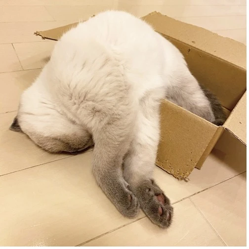 世界中で勃発するねこの液状化現象を捉えた写真集『ねこは液体』が発売