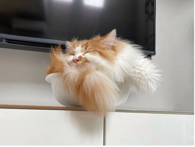 世界中で勃発するねこの液状化現象を捉えた写真集『ねこは液体』が発売