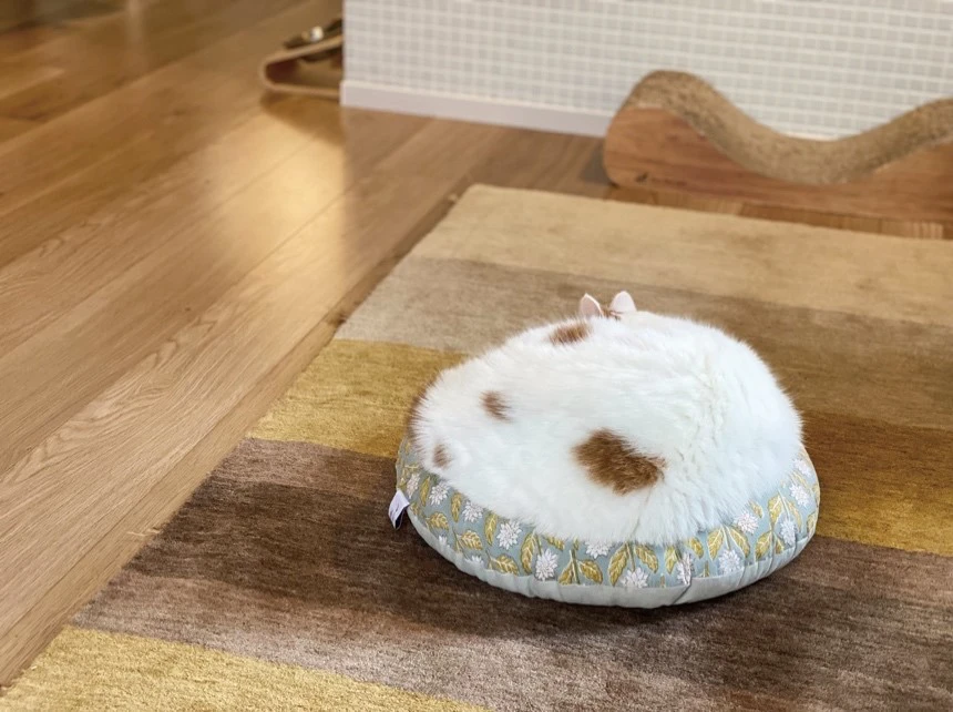 世界中で勃発するねこの液状化現象を捉えた写真集『ねこは液体』が発売