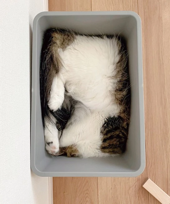 世界中で勃発するねこの液状化現象を捉えた写真集『ねこは液体』が発売