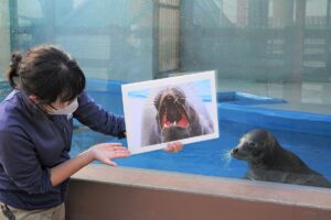 【スマスイ】クリスマス特別イベント「アザラシの給餌解説」が12月24日（土）、25日（日）に開催