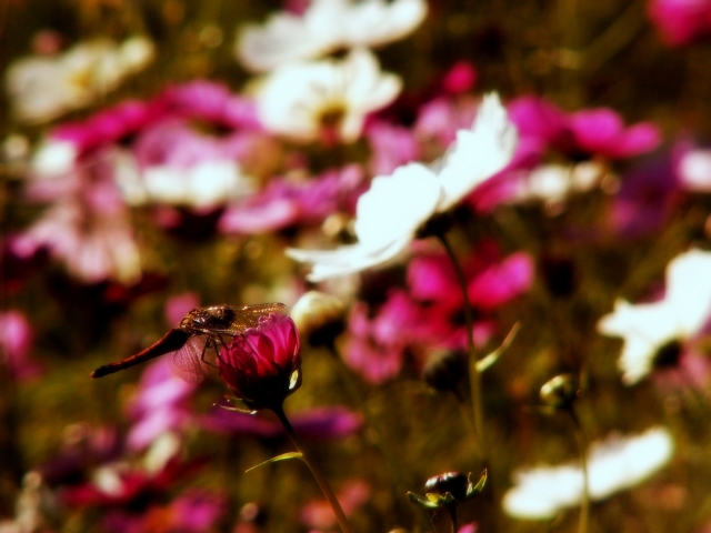 秋桜と赤蜻蛉