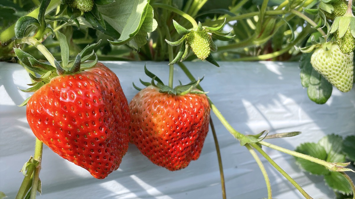 いちご農園「にっしーFarm」がオープン。摘みたてイチゴが30分食べ放題│市川町