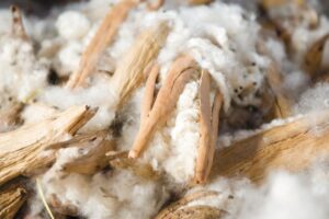 無印良品、天然繊維「カポック」を使用した衣料品アイテムを拡大