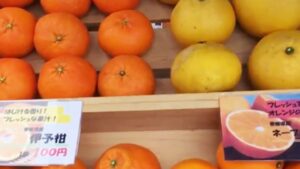 愛媛との架け橋に。市川町で「柑橘祭り」が開催
