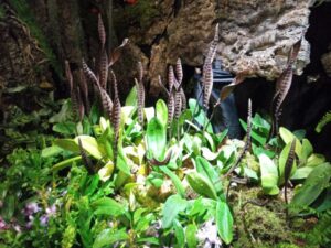 まるで蛇！？怪しくも美しい不思議な造形のラン「コブラオーキッド」加西市