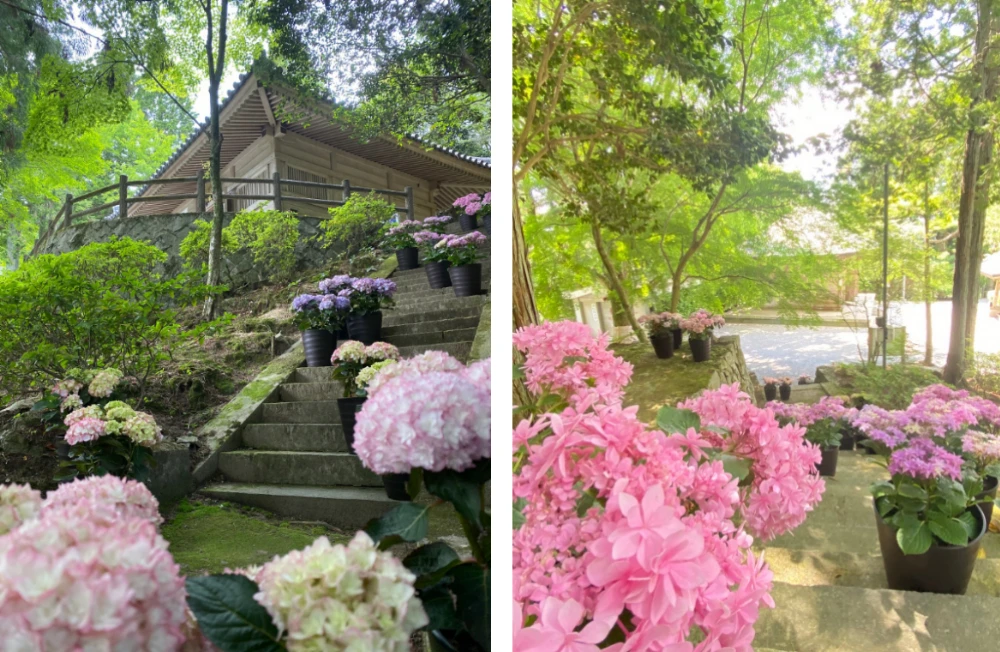 【加東市】20種類100鉢以上のアジサイを 6月1日から設置｜播州清水寺