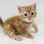 【朝来市】南但馬初の保護猫カフェ「Pili Ohana（ピリ オハナ）」がオープン