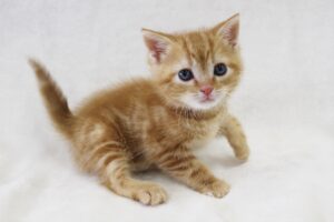 【朝来市】南但馬初の保護猫カフェ「Pili Ohana（ピリ オハナ）」がオープン