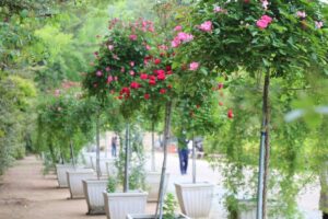 フラワーセンターで「バラのウィーピングフェア」