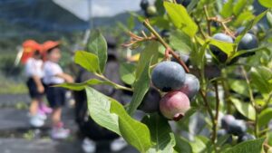 その甘さに笑み「笠形ブルーベリー園」で摘み取り体験 - 市川町