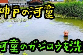神戸の河童、福崎町の河童を洗う！