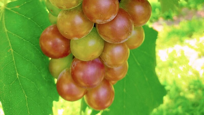 加西の恵みはいかが？「川畑果樹園」の朝採れブドウ、福崎町で直売スタート