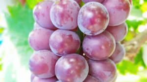 加西の恵みはいかが？「川畑果樹園」の朝採れブドウ、福崎町で直売スタート