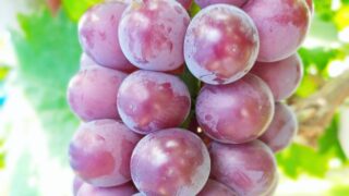 加西の恵みはいかが？「川畑果樹園」の朝採れブドウ、福崎町で直売スタート