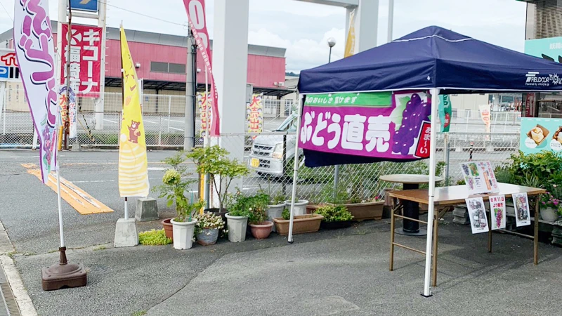 加西の恵みはいかが？「川畑果樹園」の朝採れブドウ、福崎町で直売スタート