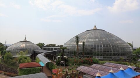 手柄山温室植物園