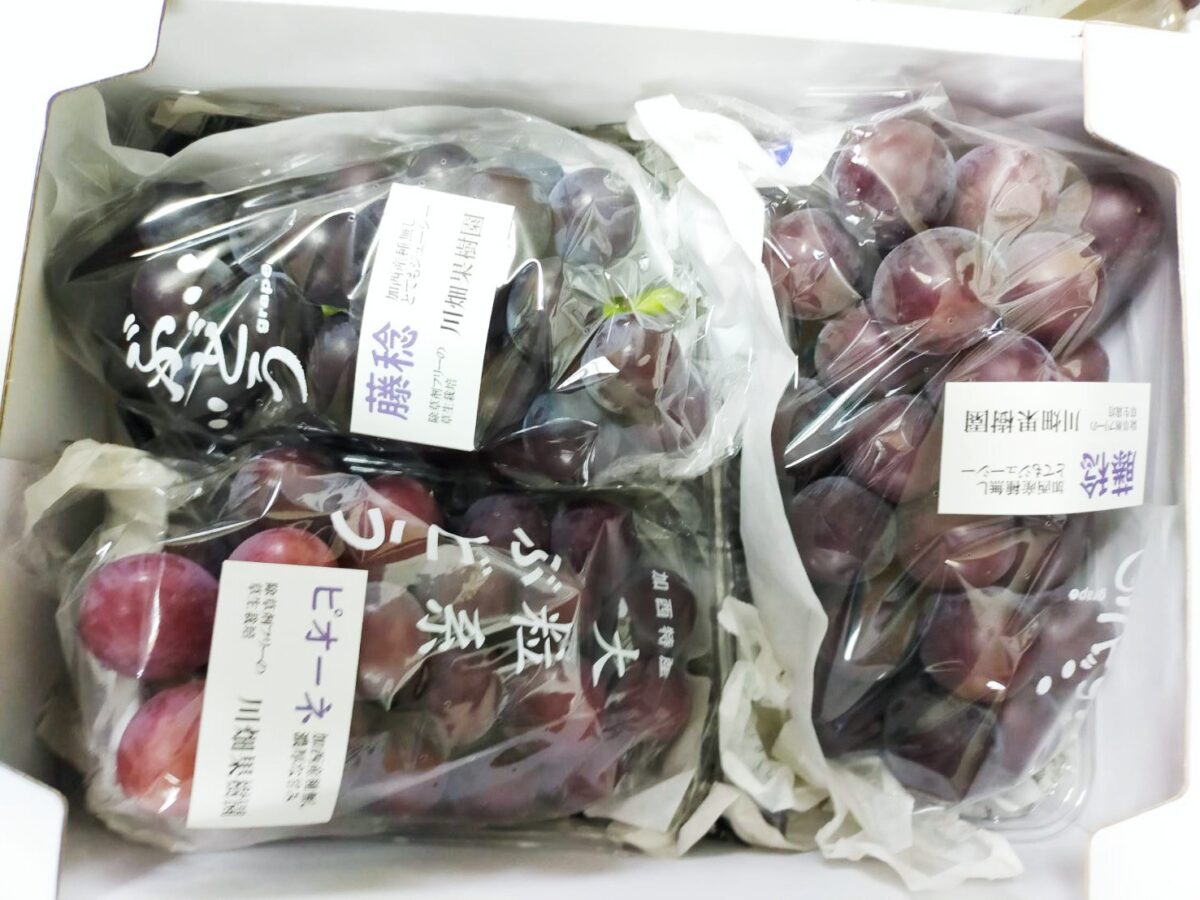 加西の恵みはいかが？「川畑果樹園」の朝採れブドウ、福崎町で直売スタート