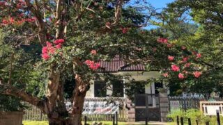 真紅の花に彩られ。神子畑選鉱場「ムーセ旧居」のサルスベリが見ごろ｜朝来市