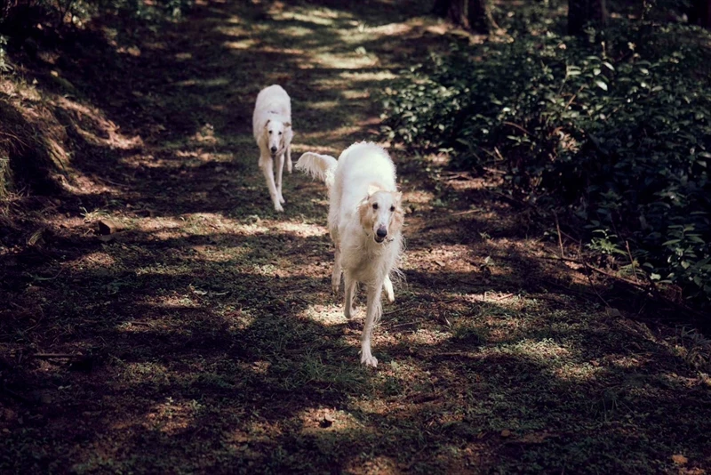 【丹波市】健康寿命を延ばすことを目的とした犬と人間のための新施設がオープン