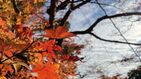 最上山　紅葉