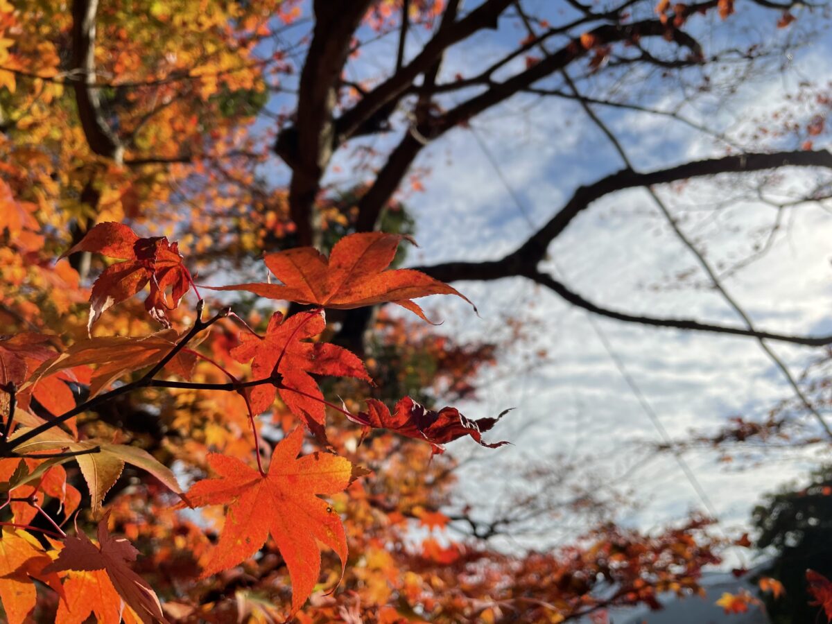 最上山　紅葉