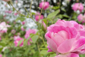 華やかな風に包まれて。姫路ばら園にて「春のばら園」が5月10日より開園｜姫路市