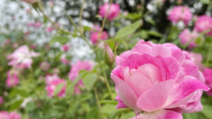 【姫路市】姫路ばら園で開園中の「秋のばら園」に行ってきた