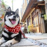 犬