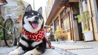 犬