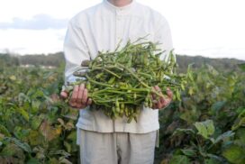 丹波黒枝豆の収穫体験をしよう。『第2回風土記の里体験ウォーク』の参加者受付中｜加西市