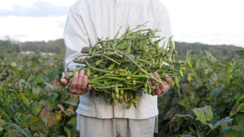 【加西市】丹波黒枝豆の収穫体験をしよう。『第2回風土記の里体験ウォーク』の参加者受付中