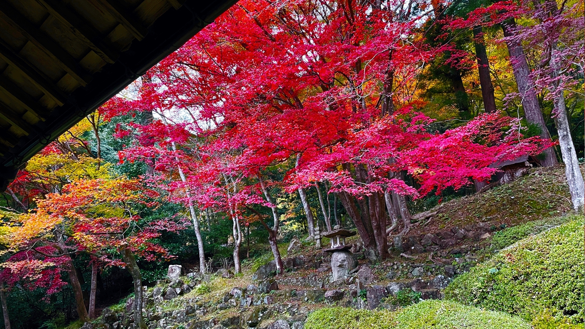 福崎町の絶景。花の寺「應聖寺」紅葉が見頃に。床もみじも楽しめる！