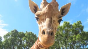 アミメキリンの「ココ」