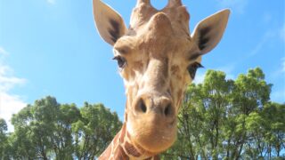 アミメキリンの「ココ」