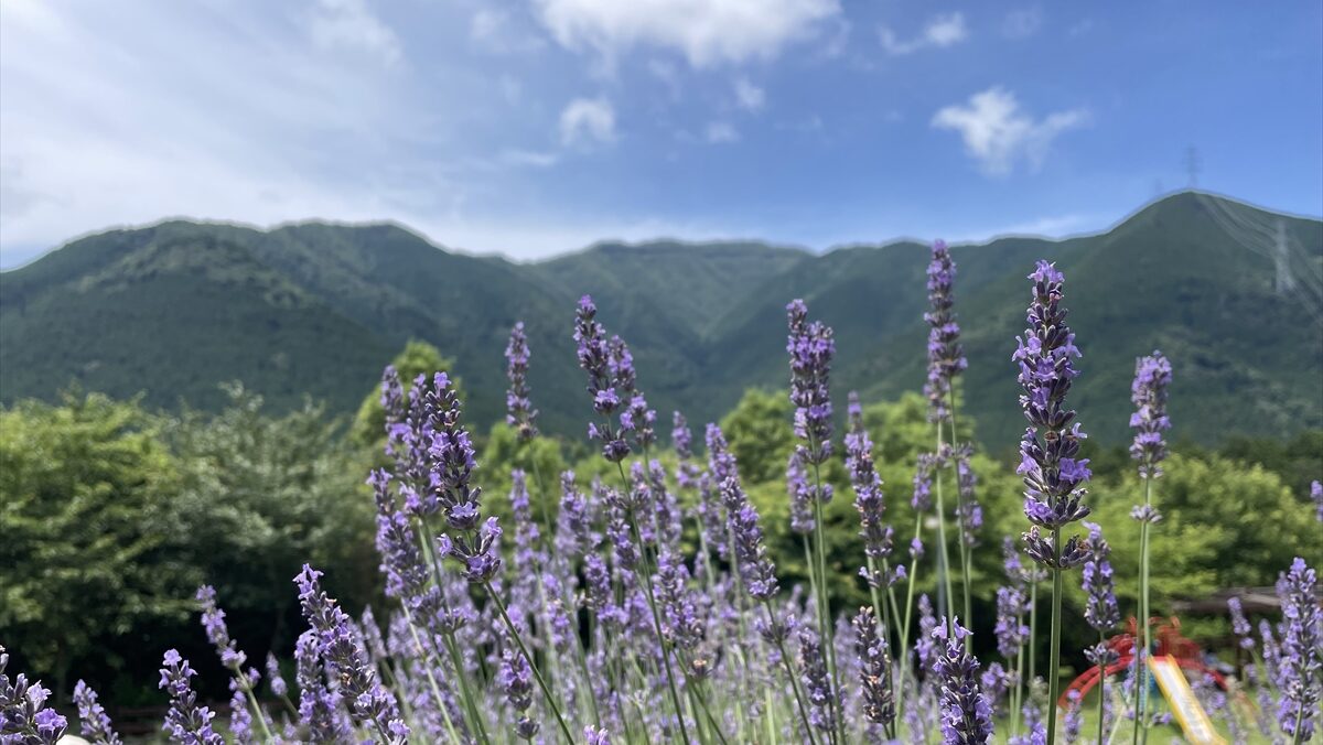 ラベンダーパーク多可のラベンダーシーズン到来。17日から入園有料に｜多可町