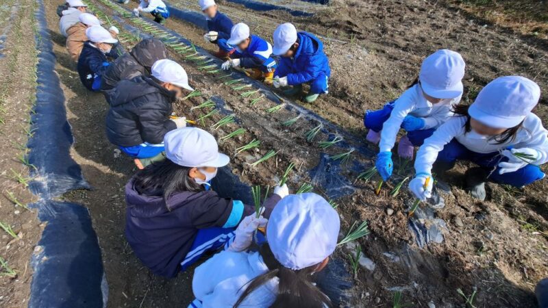 宍粟市河東小児童、タマネギ植え付け体験。来年には給食に