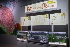 【アトア初開催】2024年の干支展「辰にまつわる魚たち」がスタート