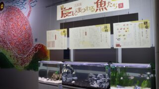 【アトア初開催】2024年の干支展「辰にまつわる魚たち」がスタート