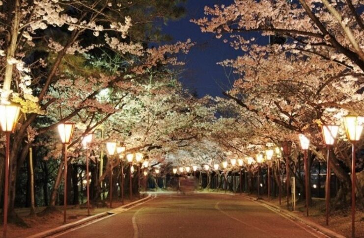 日岡山公園 ぼんぼりライトアップ｜加古川市