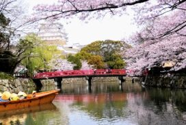 姫路城の桜が見ごろに！日本の名所「さくら名所100選」にも選ばれた魅力