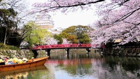 姫路城の桜が見ごろに！日本の名所「さくら名所100選」にも選ばれた魅力