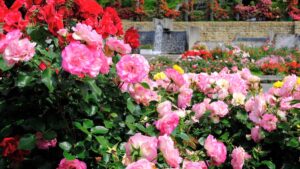 播磨中央公園で「春のばらまつり」が開催／加東市