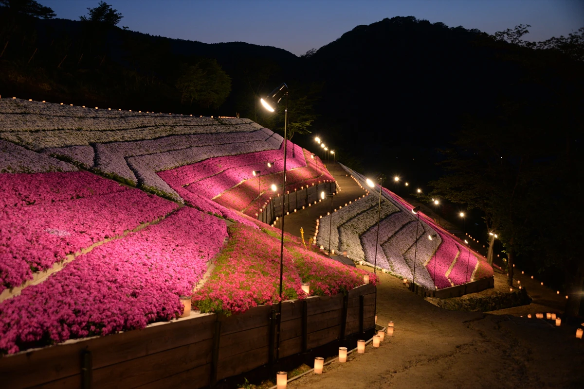 【ヤマサ蒲鉾】芝桜の小道にて4年ぶりに「夜芝桜鑑賞会」が開催｜姫路市